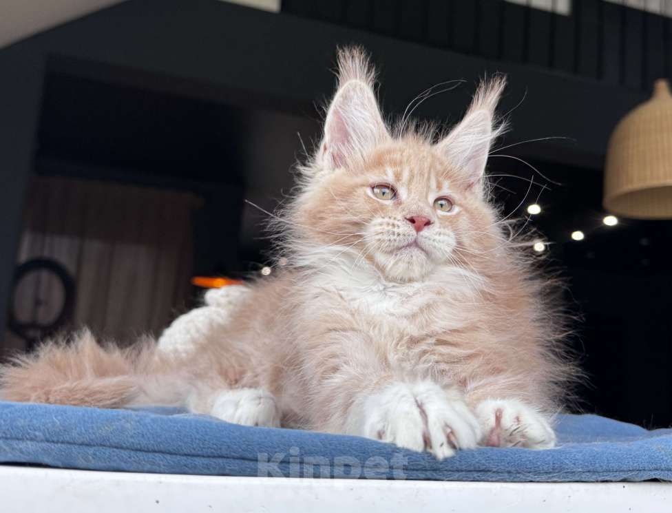 Кошки в Москве: Кот Мейн Кун Veyron Fletcher Мальчик, 100 000 руб. - фото 3