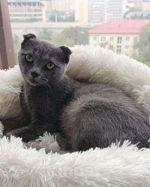 Кошки в Москве: Шотландский котенок девочка ищет семью Девочка, Бесплатно - фото 3