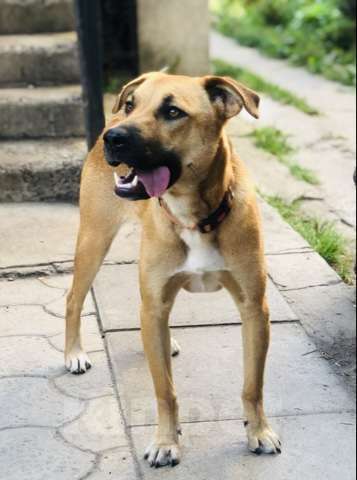 Собаки в Санкт-Петербурге: Красивая Марта Девочка, Бесплатно - фото 1