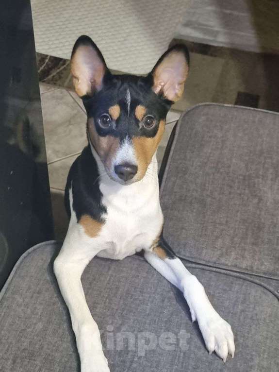 Собаки в Санкт-Петербурге: Щенок Басенджи Мальчик, Бесплатно - фото 2