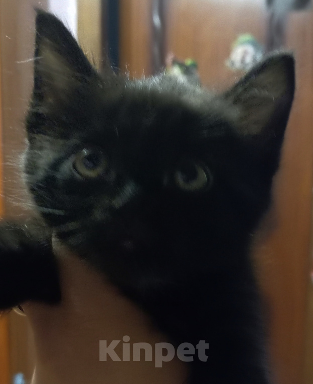 Кошки в Жуковском: Котята Девочка, Бесплатно - фото 1