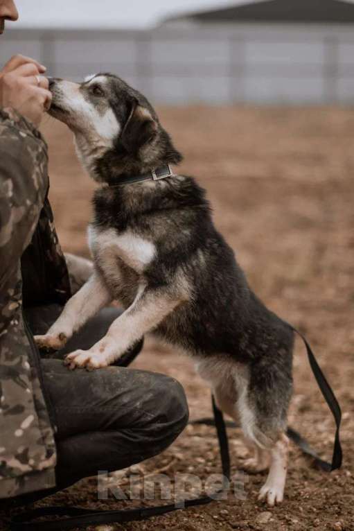 Собаки в Москве: Маленький пёсик Пьероша в добрые руки Мальчик, 1 руб. - фото 6