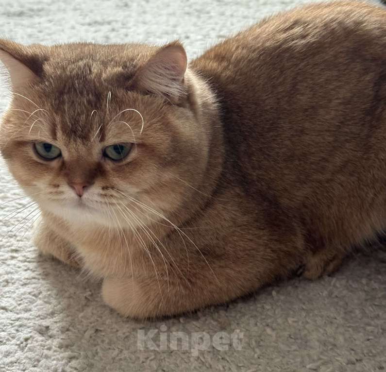 Кошки в Анапе: Вязка британский кот Мальчик, 5 000 руб. - фото 2