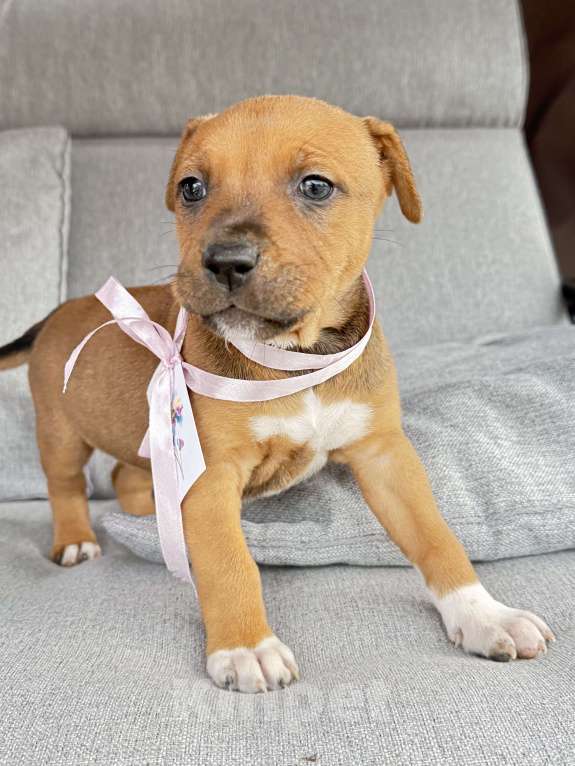 Собаки в других городах Калининградской области: Ривви Девочка, Бесплатно - фото 1