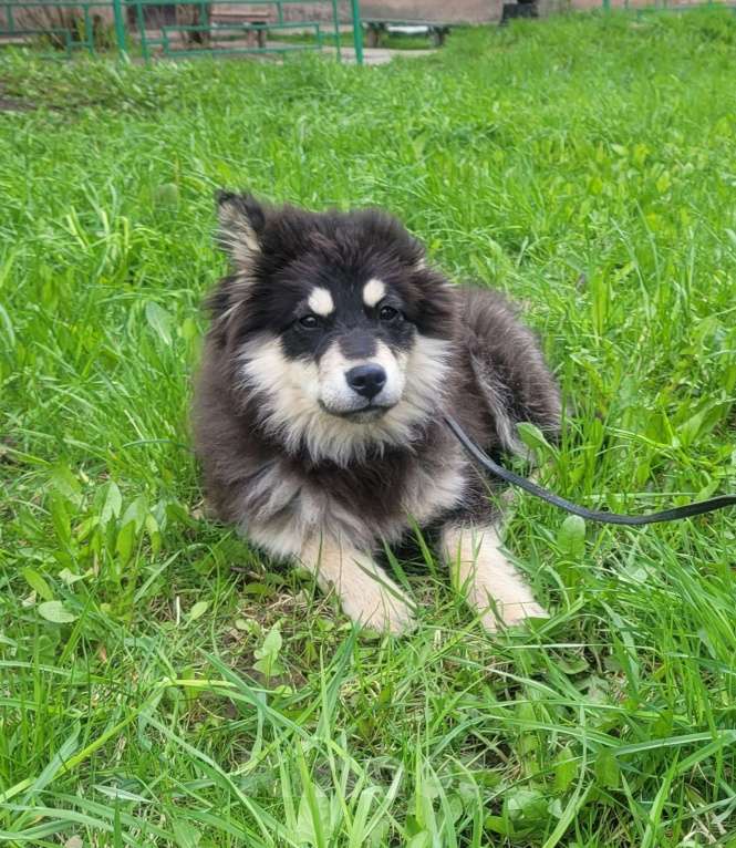 Собаки в Москве: Щенок 6 месяцев Бентли в добрые руки Мальчик, Бесплатно - фото 4