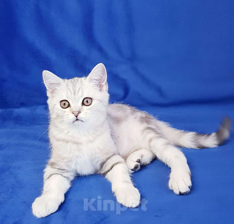 Кошки в Санкт-Петербурге: Котята Шотландской кошки Мальчик, Бесплатно - фото 2