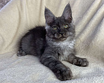 Кошки в Дмитрове: Черная дымчатая девочка мейн кун Wlasta Девочка, 30 000 руб. - фото 4