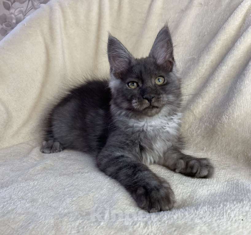 Кошки в Дмитрове: Черная дымчатая девочка мейн кун Wlasta Девочка, 30 000 руб. - фото 4