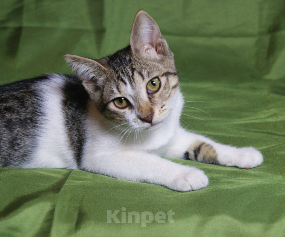Кошки в Москве: Котенок Мия ищет дом Девочка, Бесплатно - фото 8