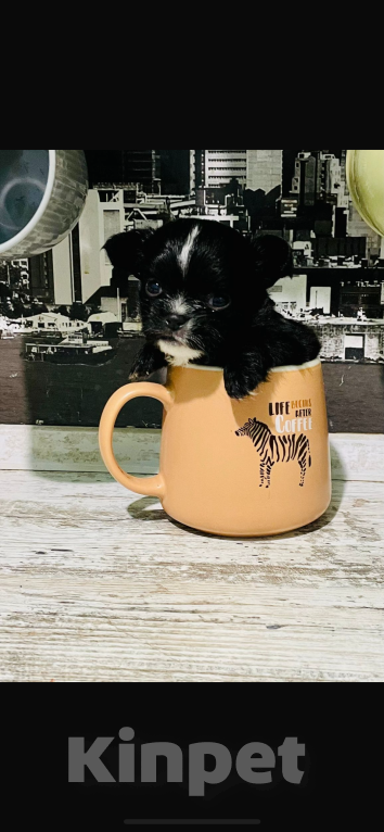 Собаки в Шахте: Мальчик Мальчик, 15 000 руб. - фото 3