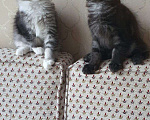 Кошки в Москве: Клубные котята мейн кун, 35 000 руб. - фото 4