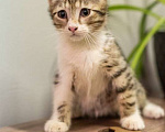 Кошки в Москве: Котята полосатики-близняшки ищут дом, Бесплатно - фото 6