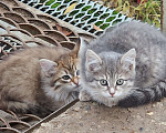 Кошки в Москве: Пушистые котята в добрые руки, 2 месяца Девочка, Бесплатно - фото 3