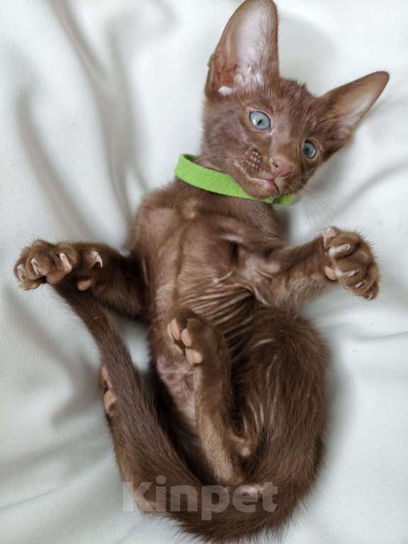 Кошки в Владивостоке: продаются ориентальные котята Мальчик, 30 000 руб. - фото 2