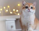 Кошки в Владивостоке: Шикарный британский котенок Мальчик, 80 000 руб. - фото 2
