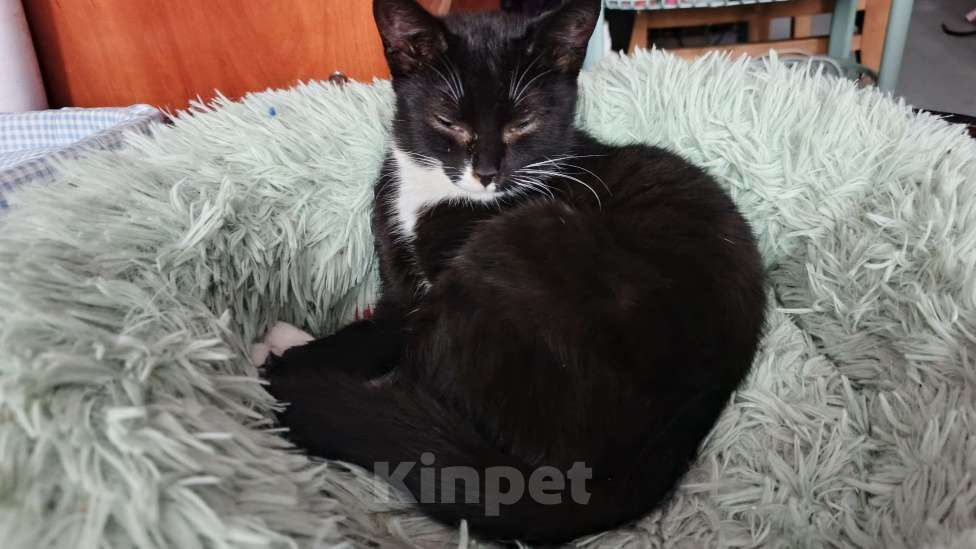 Кошки в Санкт-Петербурге: Катя Девочка, Бесплатно - фото 1