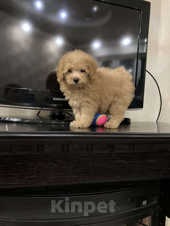 Собаки в Перми: Той Пудель! Девочка, 70 000 руб. - фото 5