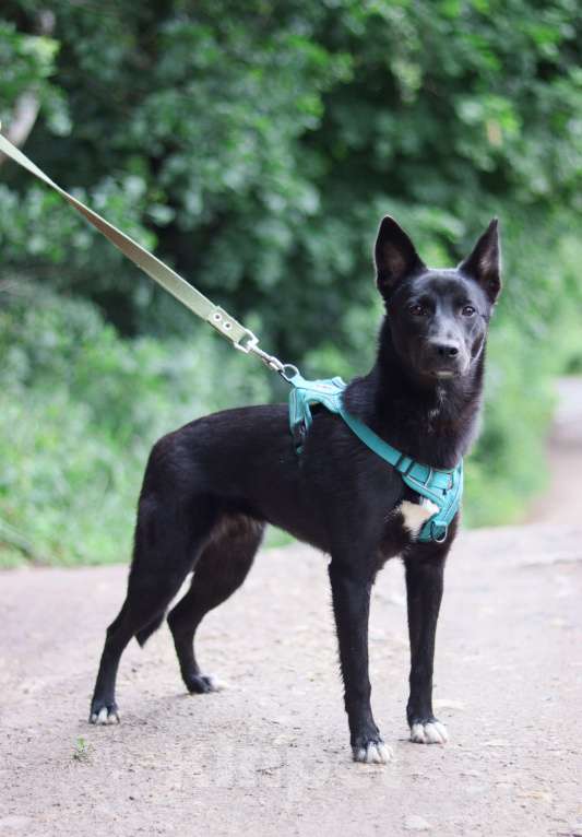 Собаки в Обнинске: Красотка Юнона 8 месяцев в добрые руки  Девочка, Бесплатно - фото 2