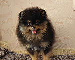 Собаки в Калининграде: Померанский шпиц,щенок Девочка, 30 000 руб. - фото 1