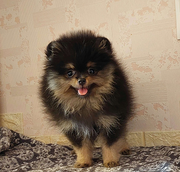 Померанский шпиц,щенок