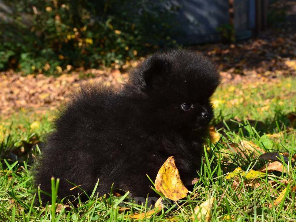 Собаки в Бийске: Щенки шпица Мальчик, Бесплатно - фото 6