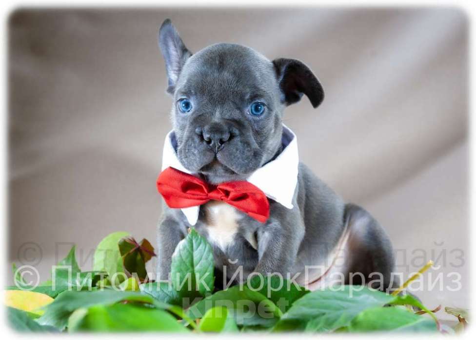 Собаки в Химках: Мальчик французского бульдога голубого окраса  Мальчик, 65 000 руб. - фото 4