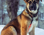 Собаки в Перми: Барни ищет дом  Мальчик, Бесплатно - фото 3