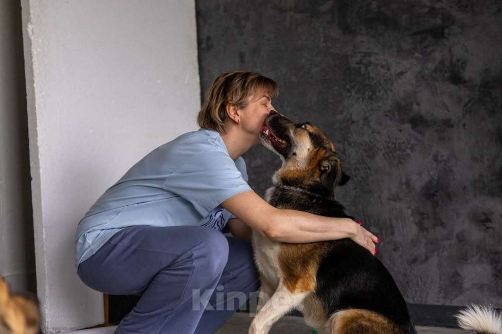 Собаки в Москве: Айриш. Та, что всё понимает... И очень ждёт. Девочка, Бесплатно - фото 6