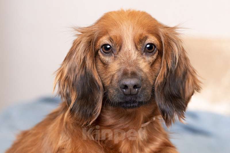 Собаки в Москве: Молодая спаниелька Лиля в дар Девочка, 1 руб. - фото 2