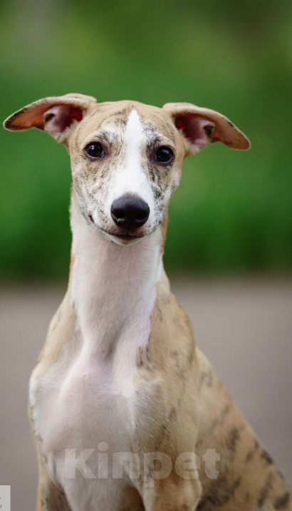 Собаки в Москве: Щенки уиппета Мальчик, Бесплатно - фото 4