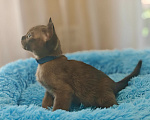 Кошки в Кемерово: Котята Европейской бурмы Разнополые, Бесплатно - фото 2