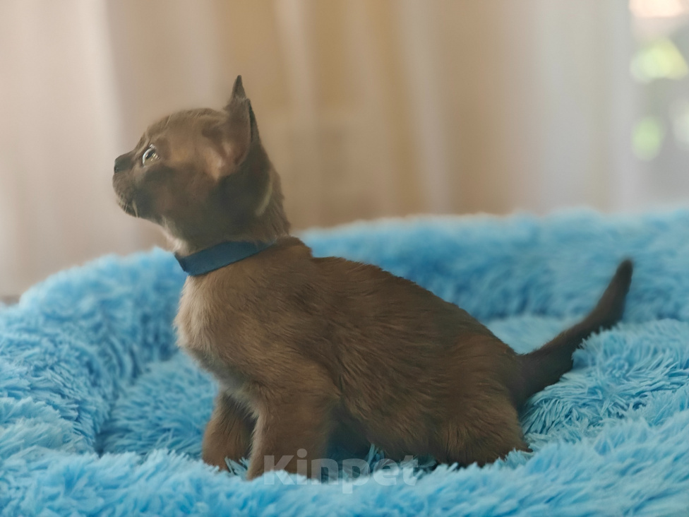 Кошки в Кемерово: Котята Европейской бурмы Разнополые, Бесплатно - фото 2