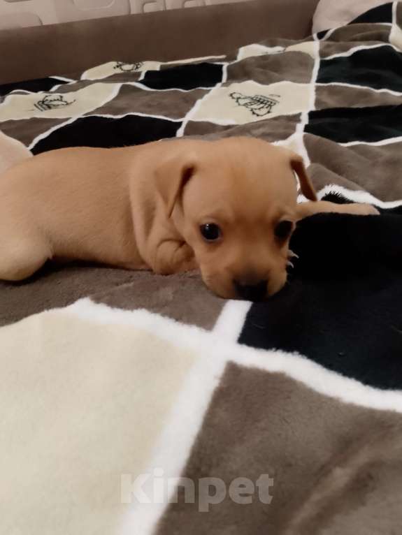 Собаки в Хабаровске: Продам щенков русского той терьера  Мальчик, 20 000 руб. - фото 3