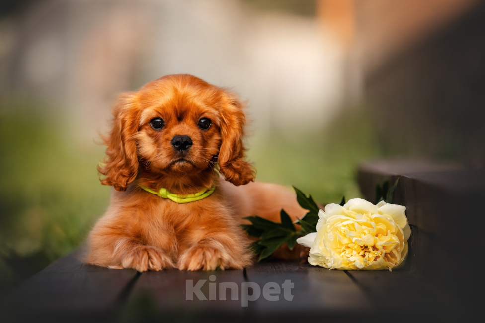 Собаки в Рыбинске: Кавалерчик Мальчик, Бесплатно - фото 1