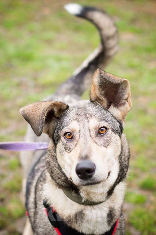 Собаки в Москве: Ярчайший бриллиант живет в приюте Девочка, Бесплатно - фото 1
