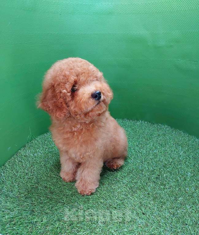 Собаки в других городах Московской области: Шикарный рыжий мальчик Тобби. Мальчик, 100 000 руб. - фото 9