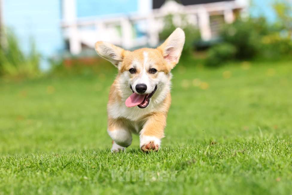Собаки в Челябинске: Великолепный щенок Вельш корги пемброк  Девочка, 70 000 руб. - фото 4