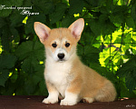 Собаки в Мытищах: Щенки вельш-корги пемброк Мальчик, Бесплатно - фото 1
