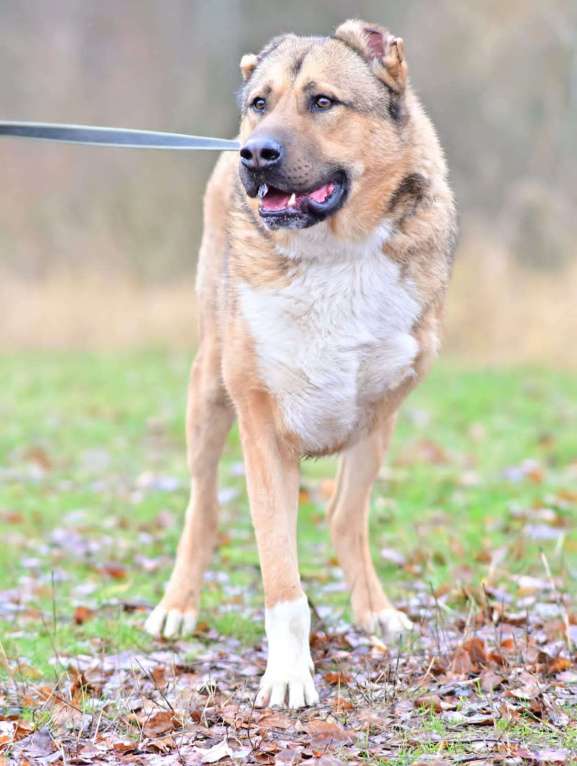 Собаки в Москве: алабай в добрые руки Мальчик, Бесплатно - фото 6