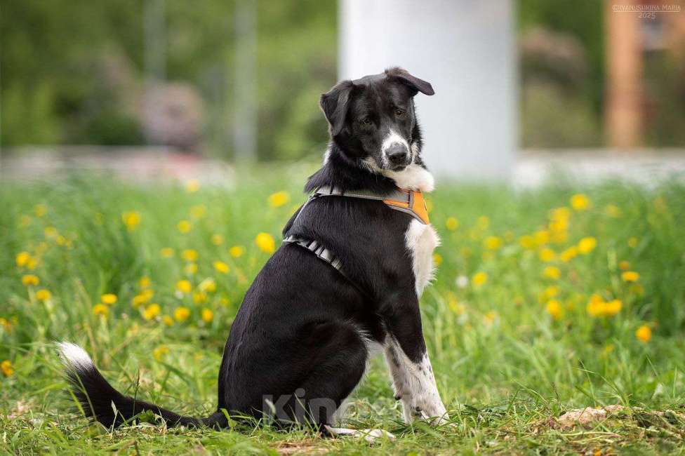 Собаки в Москве: Комета ищет семью  Девочка, Бесплатно - фото 1