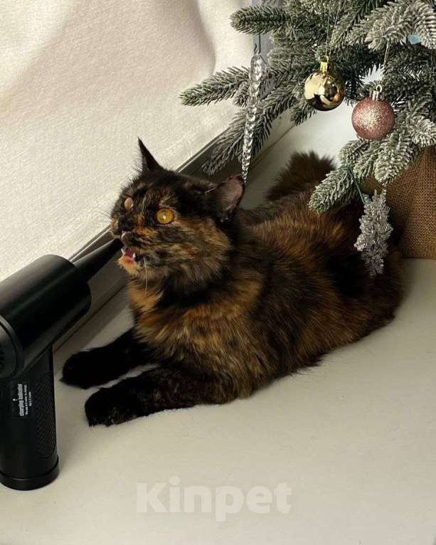 Кошки в Москве: Котенок Нюся ищет дом Девочка, Бесплатно - фото 3