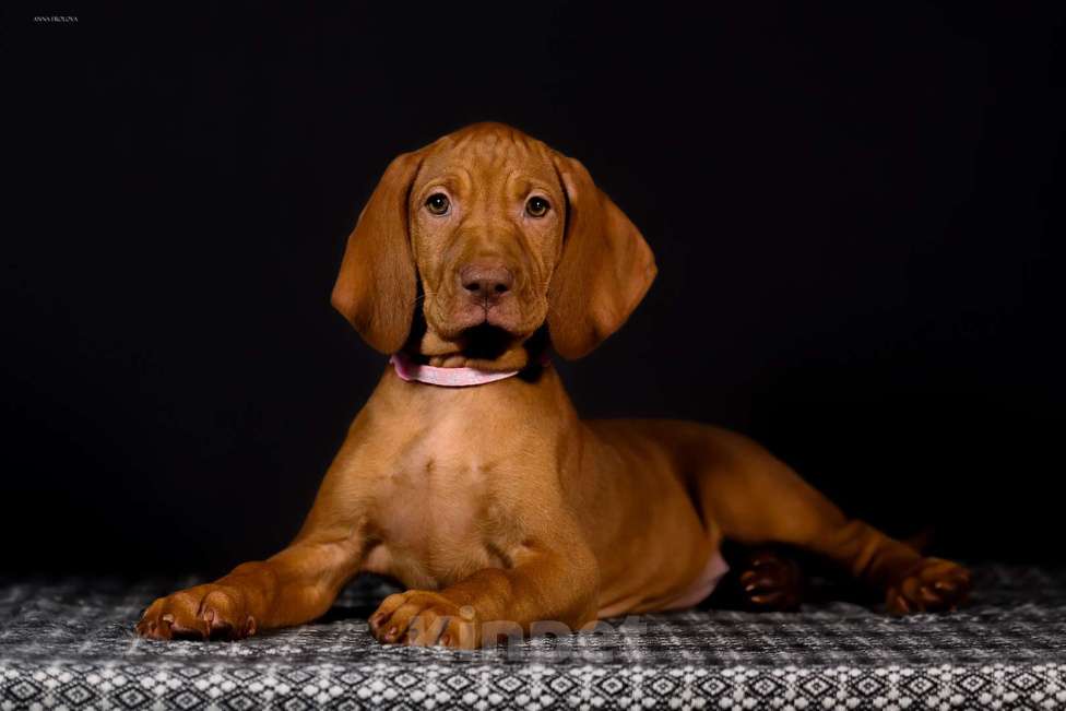 Собаки в Ярославле: Венгерская выжла, щенок Девочка, 70 000 руб. - фото 1