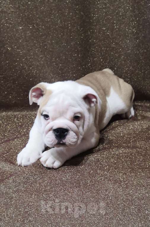 Собаки в Санкт-Петербурге: Щенок английского бульдога Мальчик, 120 000 руб. - фото 5
