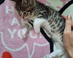 Кошки в Подольске: Котёнок девочка полтора месяца Девочка, Бесплатно - фото 4