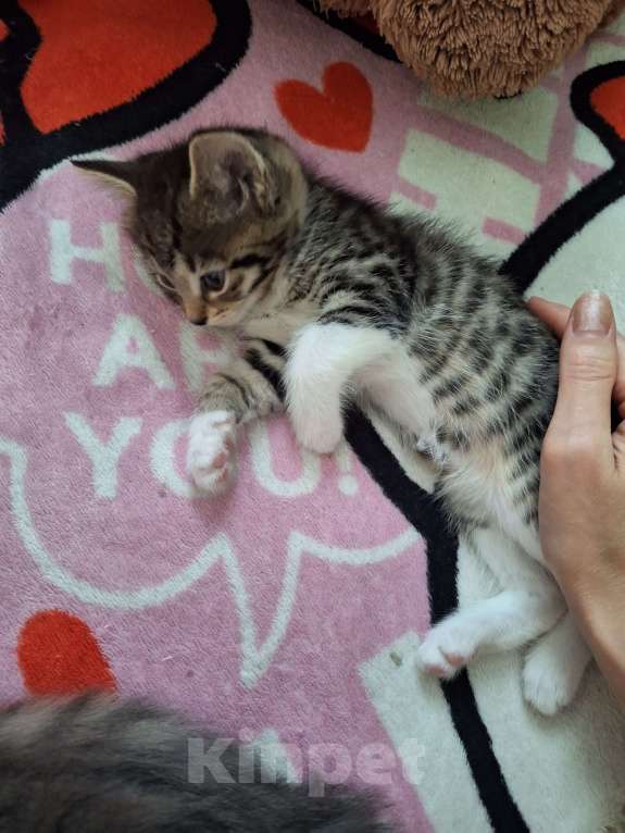 Кошки в Подольске: Котёнок девочка полтора месяца Девочка, Бесплатно - фото 4