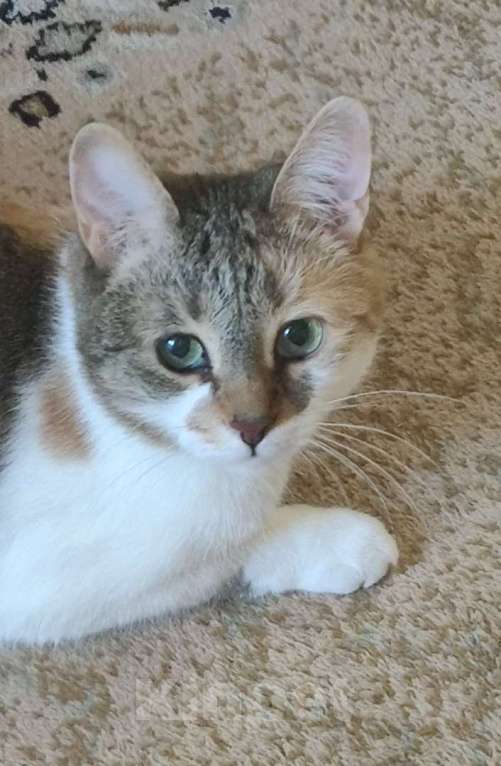 Кошки в Санкт-Петербурге: Умная чистюля Олимпия Девочка, Бесплатно - фото 3