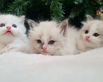 Кошки в других городах Московской области: Клубные котята рэгдолл - kitten ragdoll Мальчик, 70 000 руб. - фото 1
