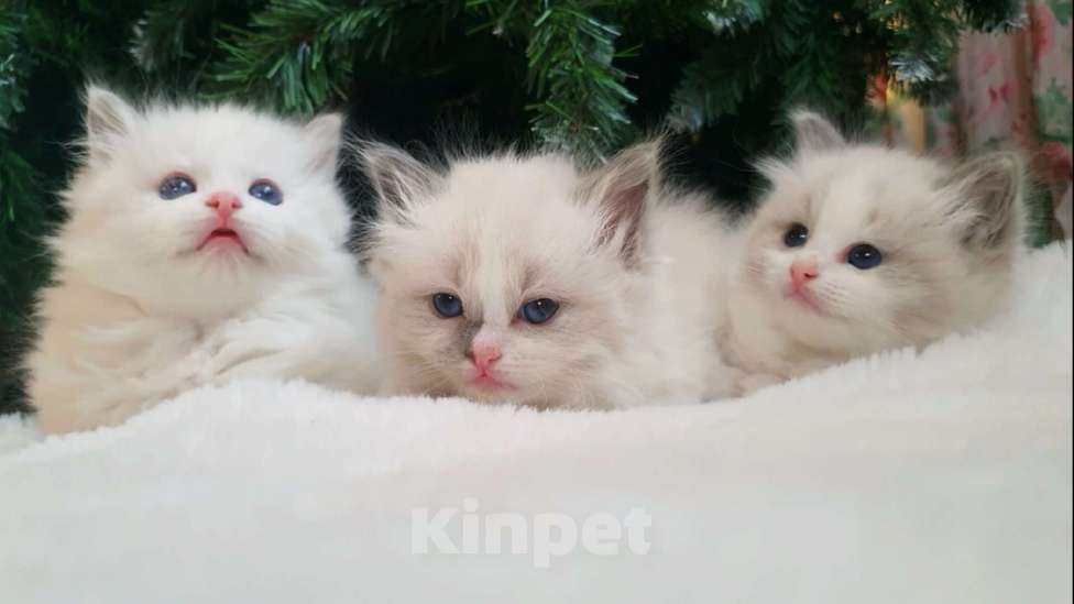 Кошки в других городах Московской области: Клубные котята рэгдолл - kitten ragdoll Мальчик, 70 000 руб. - фото 1