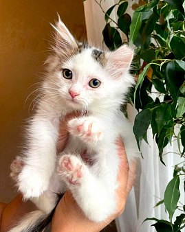 Котенок Снежный Волчок ишет дом