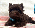 Собаки в Москве: Мальчик шоколадного Йорка Мальчик, 85 000 руб. - фото 3